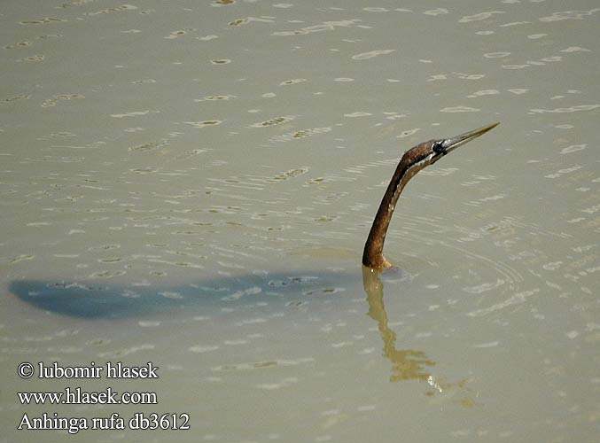 African Darter Afrikansk Slangehalsfugl Afrikankäärmekaula