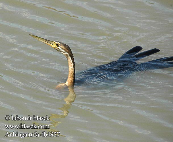 Anhinga rufa db4927