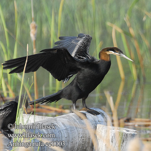 Afrikankäärmekaula Käärmekaula Anhinga Afrique Afrikaanse