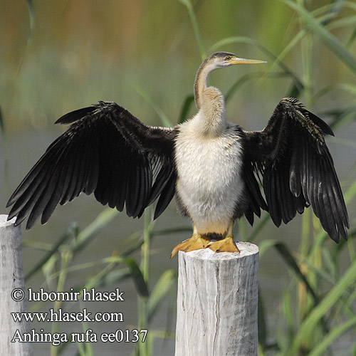 Afrikaanse Slangenhalsvogel Aninga Africana Schlangenhalsvogel