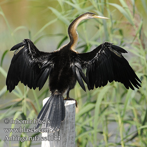 Afrikaanse Slangenhalsvogel Aninga Africana Schlangenhalsvogel