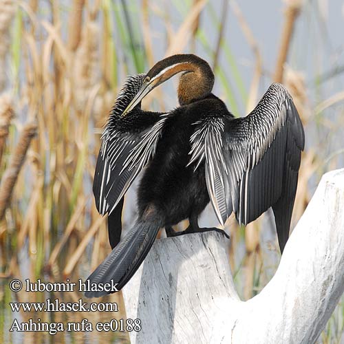 Slangenhalsvogel Aninga Africana Schlangenhalsvogel