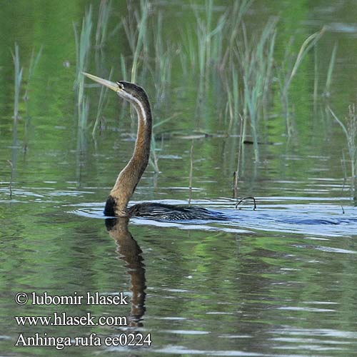 Anhinga africká rezavá Anhinga Común Africana