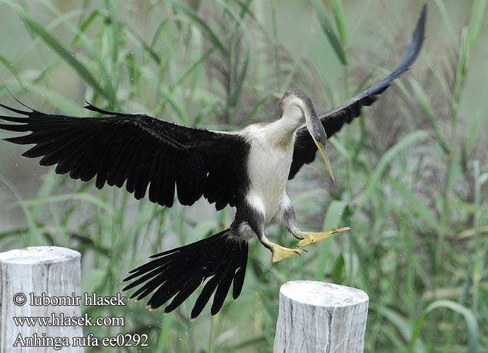 Anhinga rufa ee0292