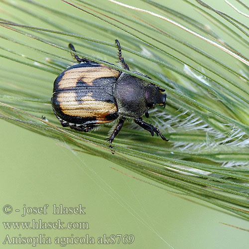 Anisoplia agricola cyathigera Listokaz křížový