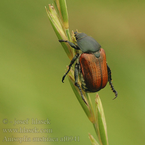 Anisoplia austriaca af0941