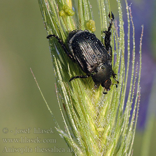 Anisoplia thessalica