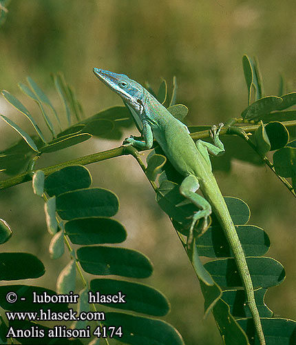 Anolis allisoni