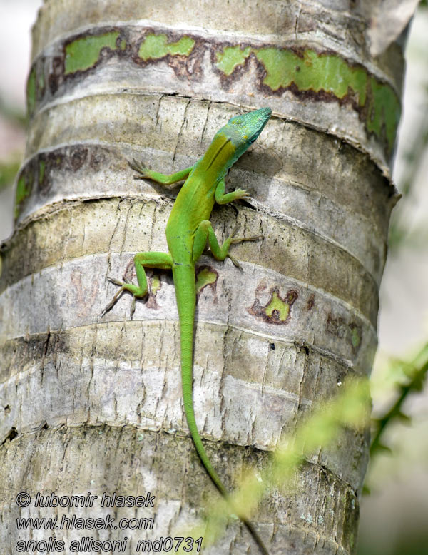 Anolis allisoni Anolis modrý Allison's anole Анолис Aллисона Anolide Allison