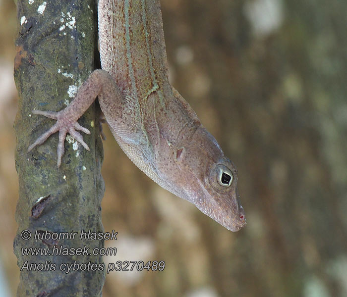 Anolis cybotes Dickkopfanolis Large-headed anole