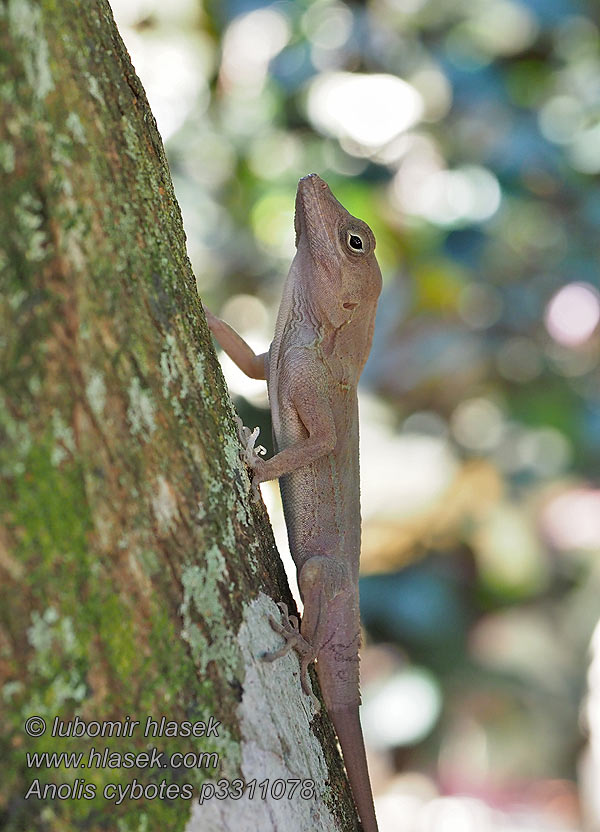 Dickkopfanolis Large-headed anole