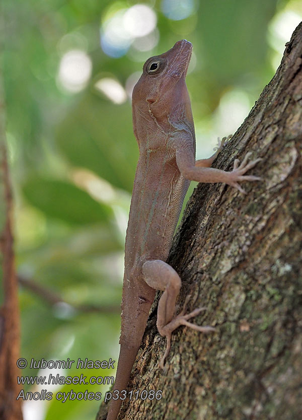 Anolis cybotes Large-headed anole