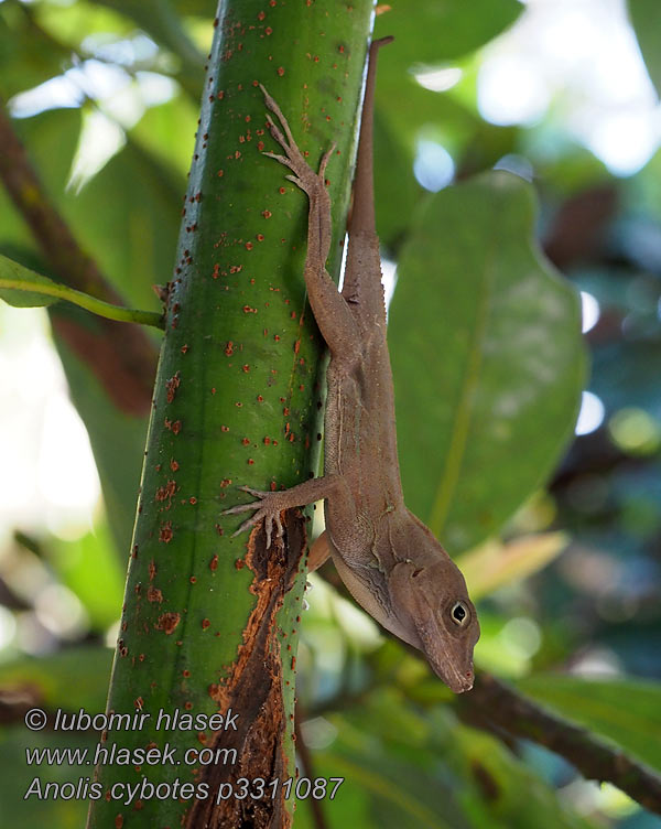 Anolis cybotes Dickkopfanolis