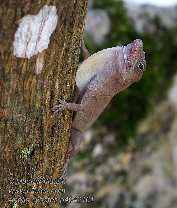 Large-headed anole