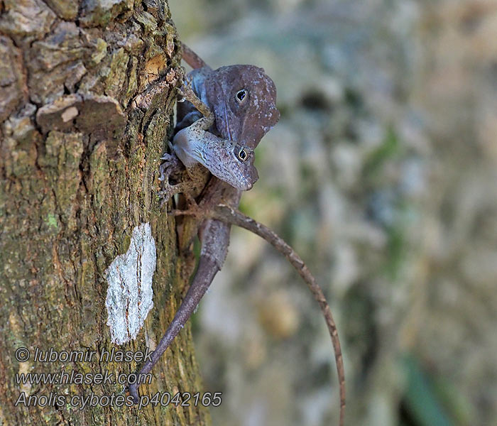 Dickkopfanolis Large-headed anole Anolis cybotes