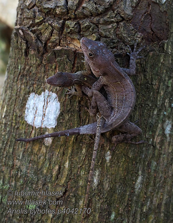 Large-headed anole Anolis cybotes