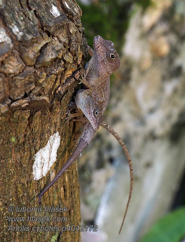 Dickkopfanolis Anolis cybotes