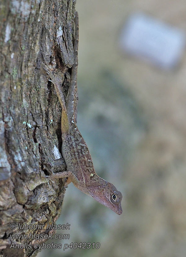 Anolis cybotes