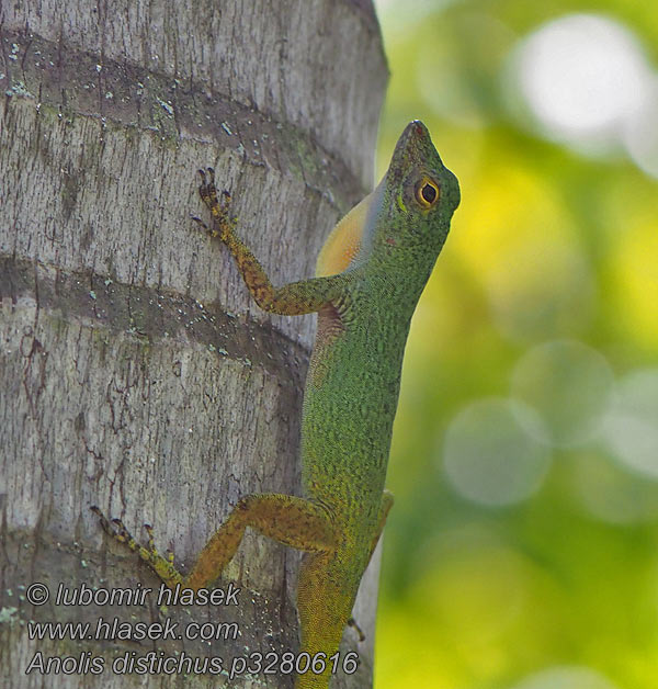 Anolis distichus Bark anole