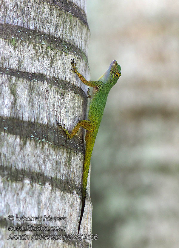 Anolis distichus Bark anole