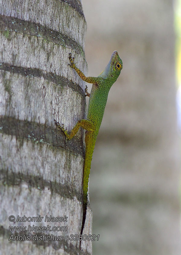 Anolis distichus Bark anole