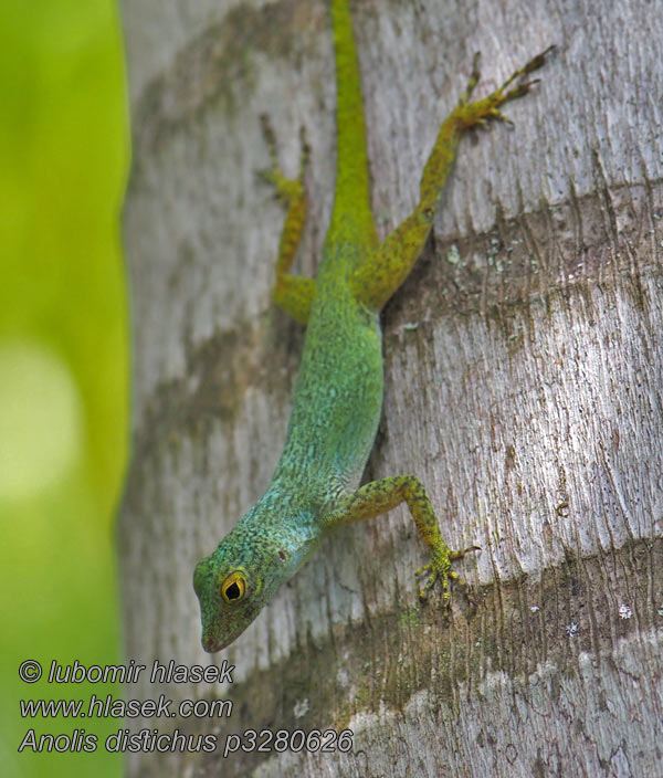 Anolis distichus Bark anole