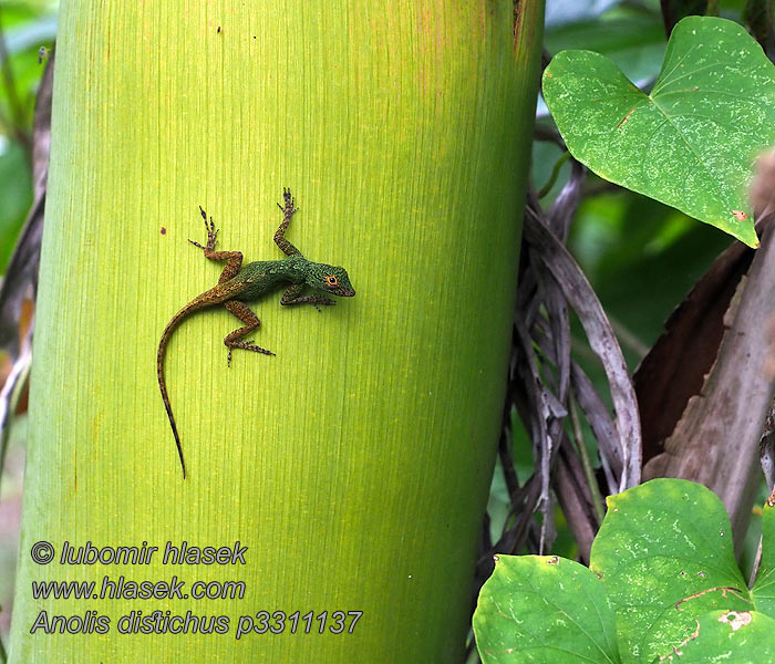 Bark anole Anolis distichus