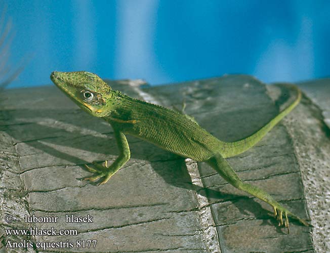 Anolis equestris