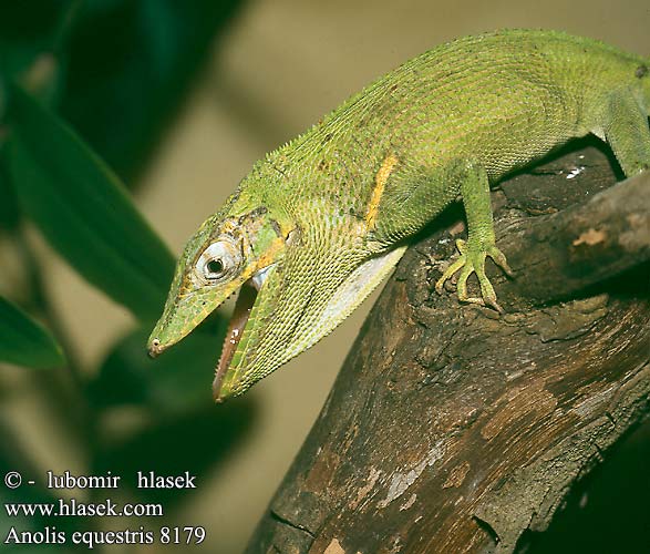 Anolis equestris