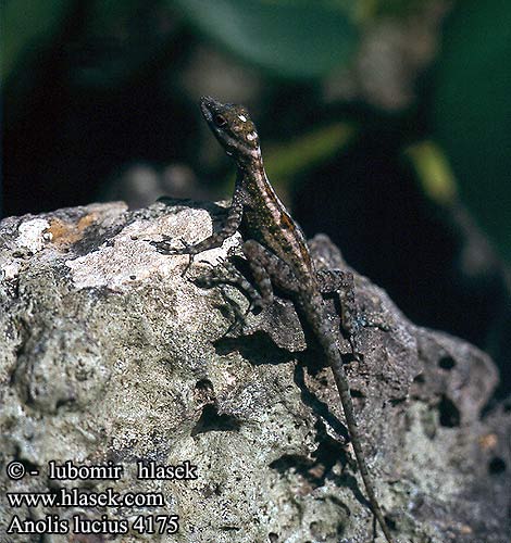 Anolis lucius