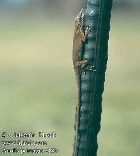 Anolis porcatus