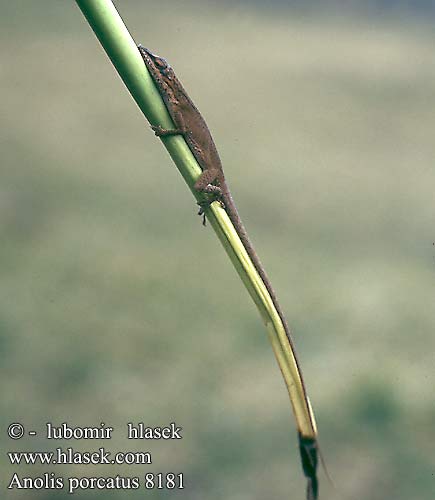 Anolis porcatus