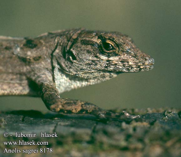 Anolis sagrei