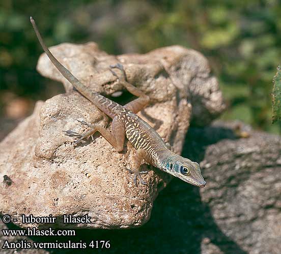 Anolis vermicularis