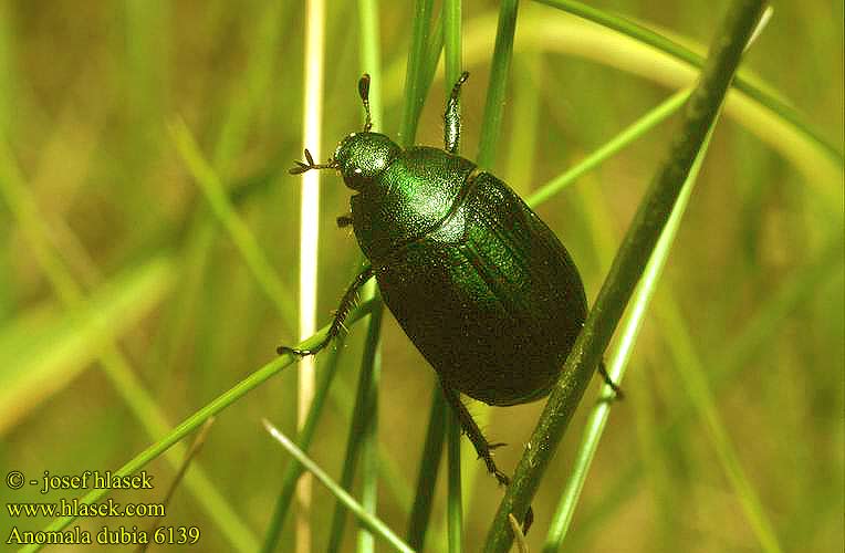 Anomala dubia Kleine julikever Rezes cserebogár Kleiner Julikäfer