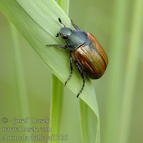 Anomala dubia af1736 NL: Kleine julikever HU: Rezes cserebogár DE: Kleiner Julikäfer PL: Listnik zmiennobarwny CZ: listokaz kovový SYN: Euchlora RU: Полевой хрущик