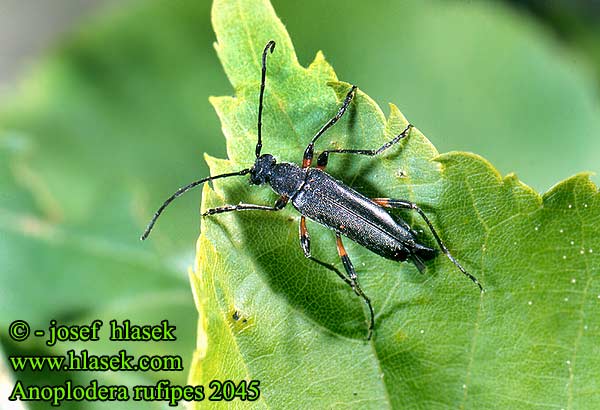 Anoplodera rufipes 2045