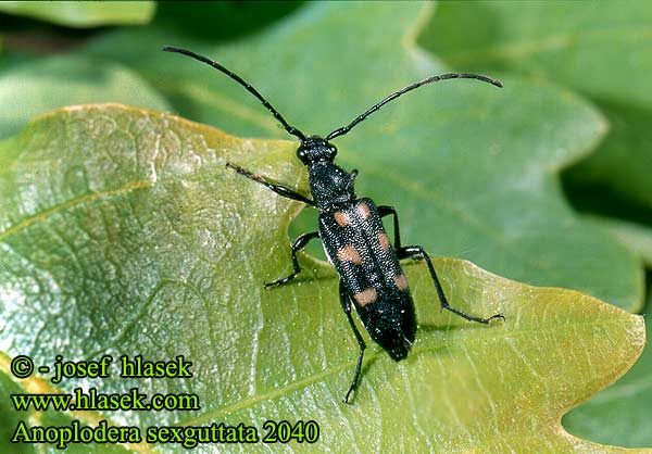 Anoplodera sexguttata 2040