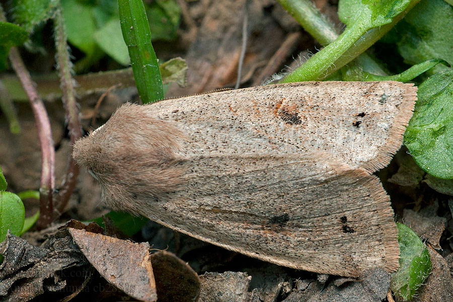 Twin-spotted Quaker Mora hájová Orthosie picotée