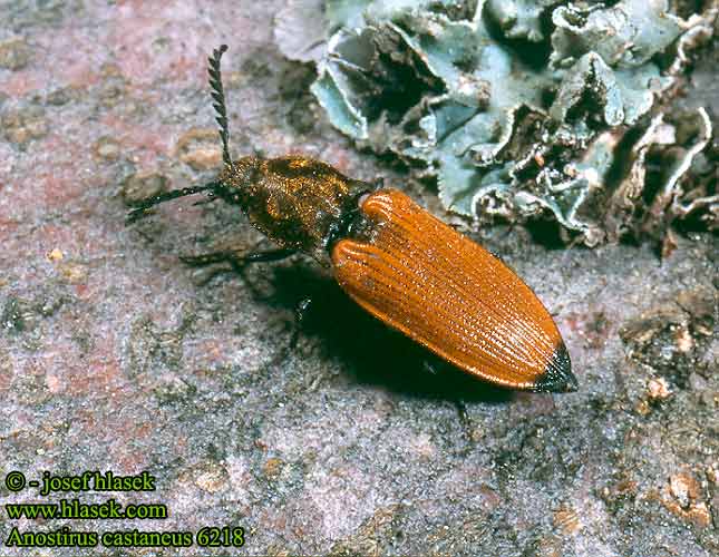 Kovařík žlutý Chestnut coloured click beetle