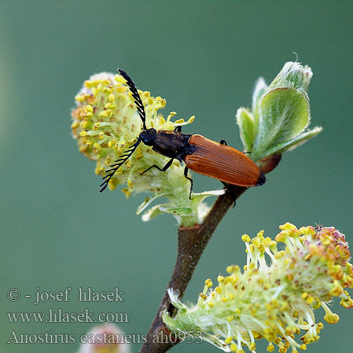 Каштановый щелкун Anostirus castaneus