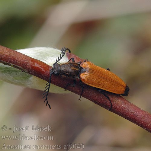 Kovařík žlutý Chestnut coloured click beetle