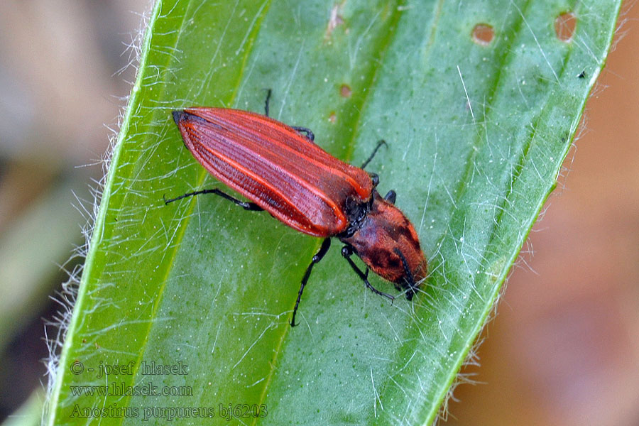 Anostirus purpureus Kovařík purpurový Purpurroter Schnellkäfer