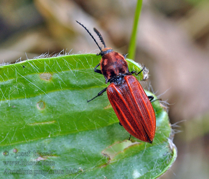 Anostirus purpureus Purperen kniptor Щелкун пурпурный