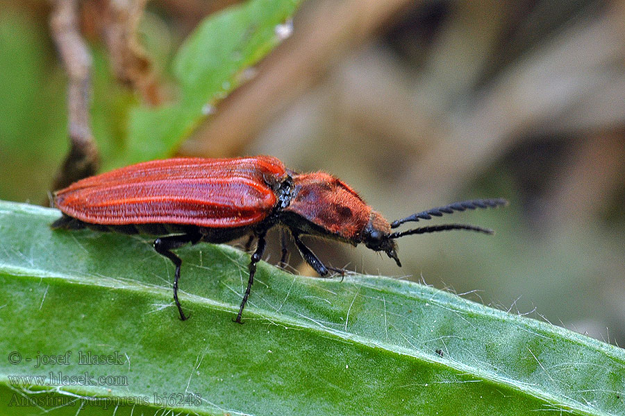 Purpurroter Schnellkäfer Anostirus purpureus