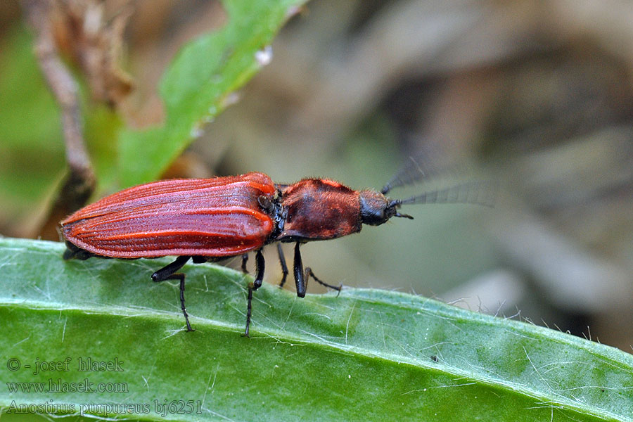 Purperen kniptor Щелкун пурпурный Anostirus purpureus