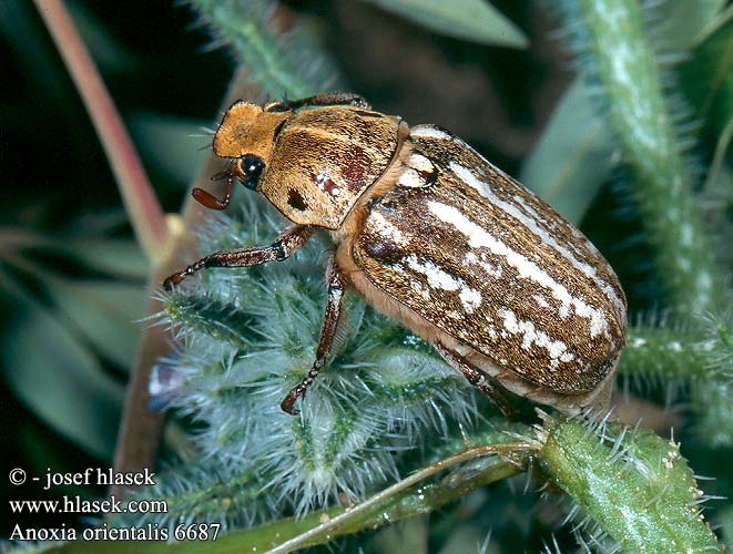 Anoxia orientalis Keleti cserebogár Blatthornkaefer