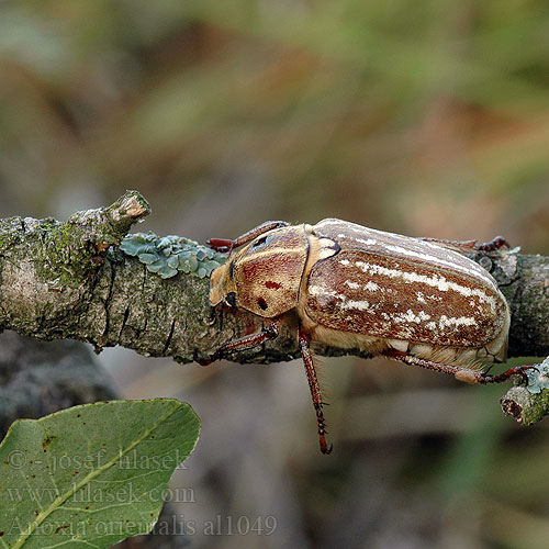 Keleti cserebogr Blatthornkaefer Anoxia orientalis