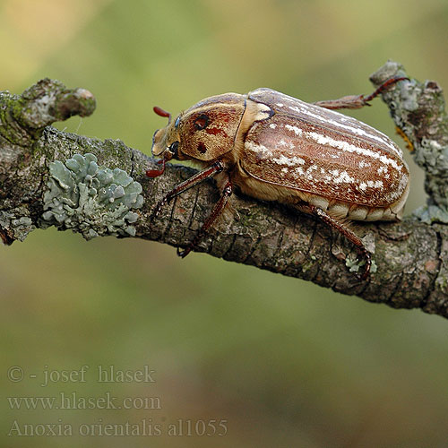 Blatthornkaefer Anoxia orientalis Keleti cserebogr