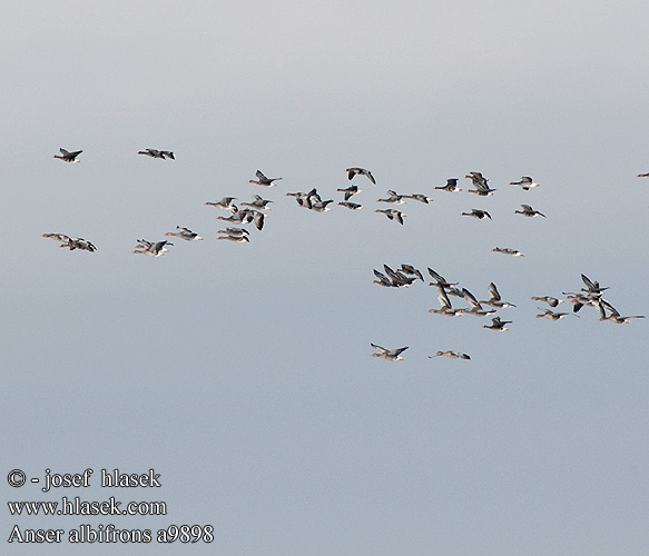 Anser albifrons White-fronted Goose Blisgås Tundrahanhi